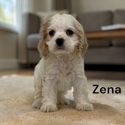 puppy, for, sale, Cocker Spaniel, Joe & Cherri  Overlease, dog, breeder, Miller, MO, dog-breeder, puppy-for-sale, forsale, nearby, find, puppyfind, locator, puppylocator, aca